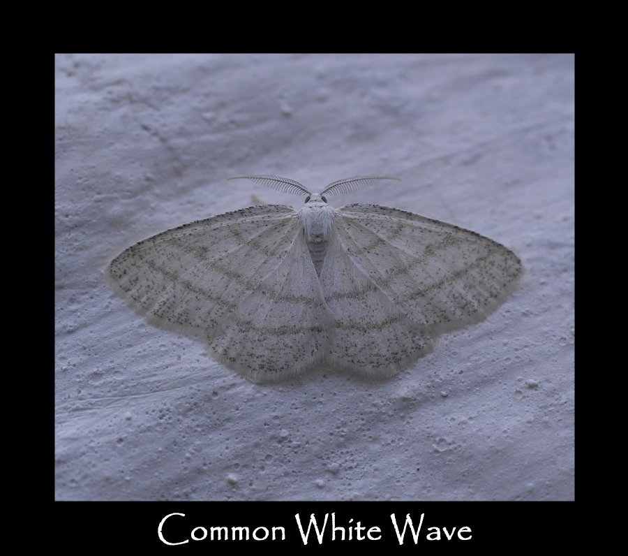 L Common White Wave | thegardenimpressionists